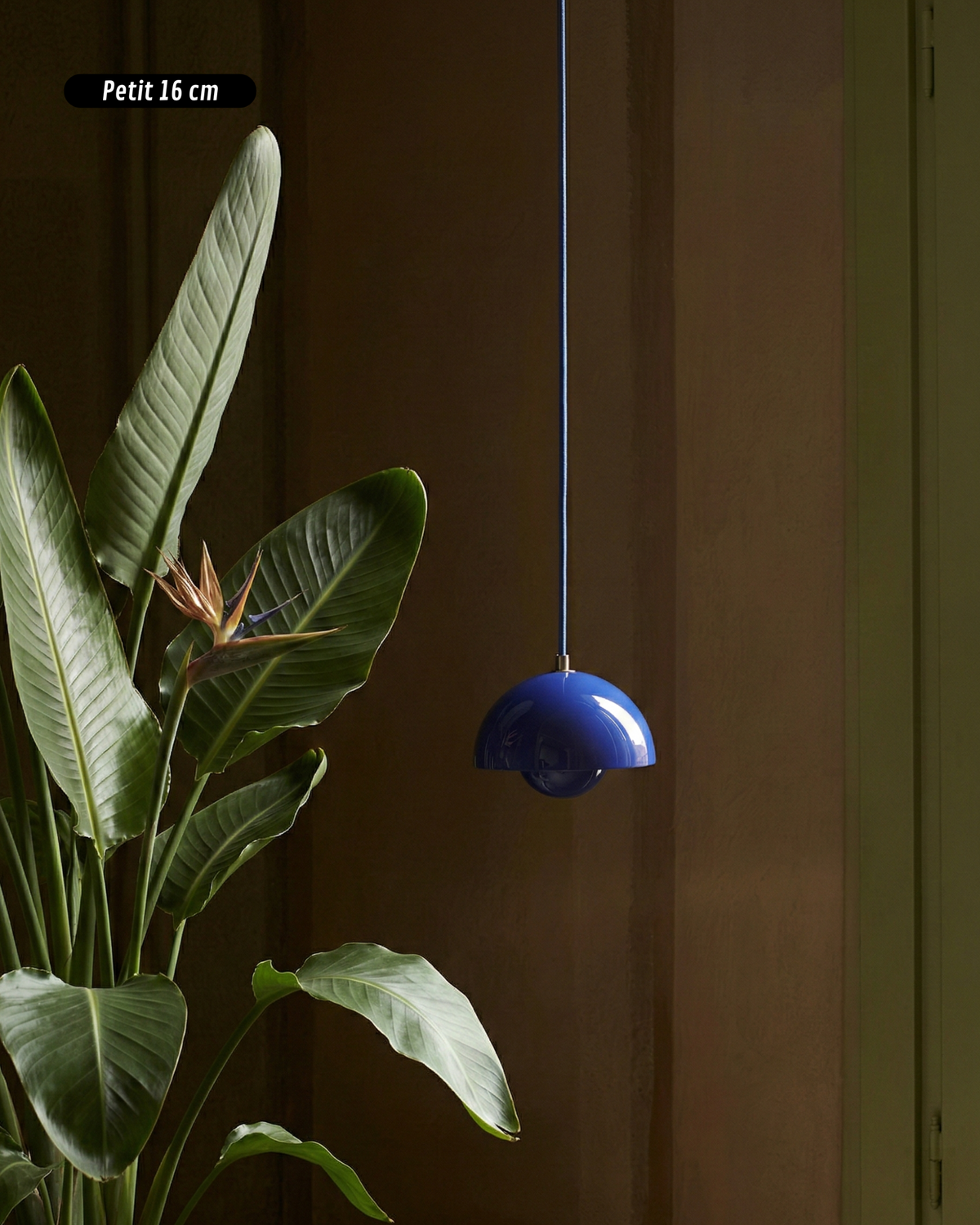 Suspension | Leone